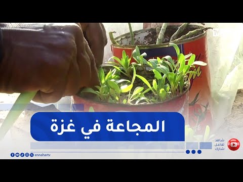 النازحون الفلسطينيون يحاولون التغلب على المجاعة عبر الزراعة حول الخيم