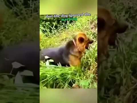 Komodo Dragon vs. Sheepdog #KomodoDragon #Sheepdog #AnimalEncounter #UnexpectedBattle #foryou