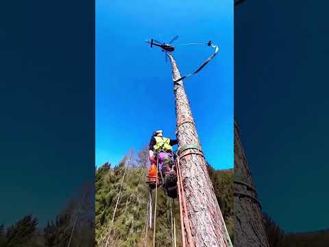 Unique Method of Tree Cutting by helicopter #shorts #factinzu