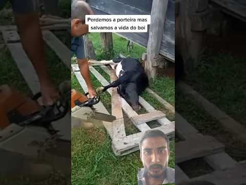 olha oque aconteceu com boi#viralvideo #cow #gaumata #गौरक्षा #trendingshorts