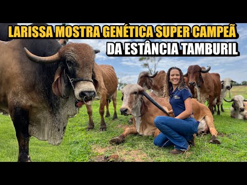 OS ANIMAIS DE MILHÕES COM ALTA GENÉTICA DE LEITE