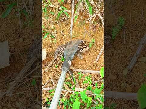 জঙ্গলের মিরপুর খুবই চিন্তিত তবে পমের বাগানেও পাওয়া যায়। #মালয়েশিয়া #জংলি মেকুর#