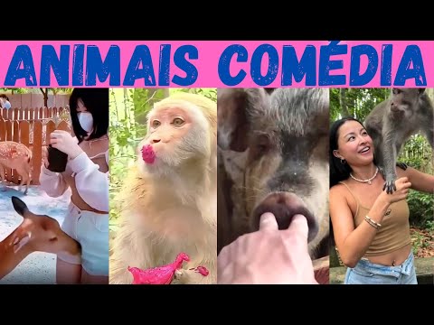 Animais ENGRAÇADOS: domésticos vs silvestres!