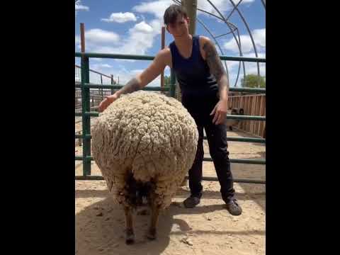 Why do shepherds separate small sheep from big sheep short video #shorts