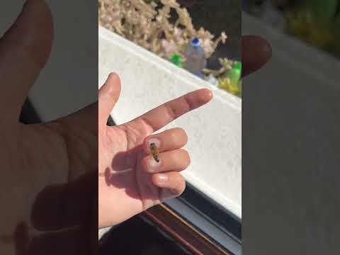 le API hanno fame🐝 (video di quest’autunno)
