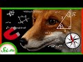 Magnetoreception and Cryptochromes in Animals