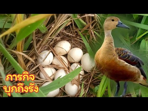 ภารกิจบุก "รังนกเป็ดน้ำ" กำลังฟักไข่