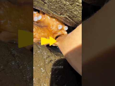 إصطياد الأخطبوط باليدين 😯 !