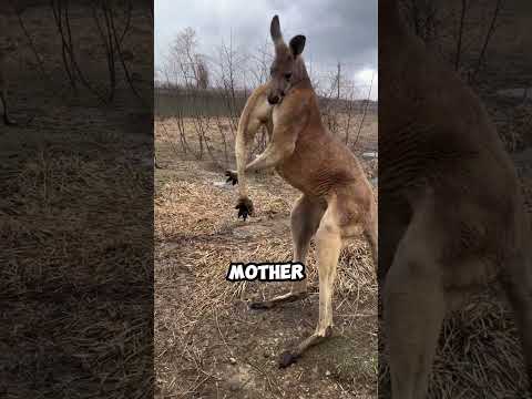 Never do this to a baby kangaroo!