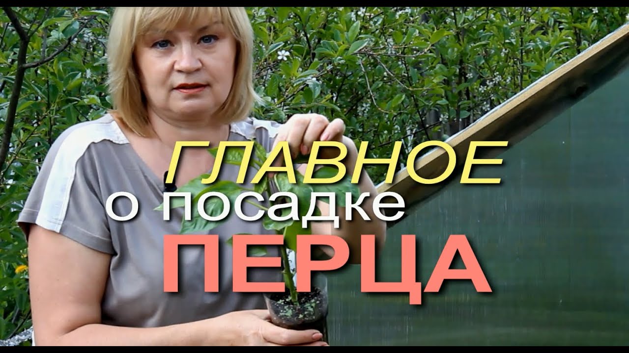 Важные особенности при посадке перца!