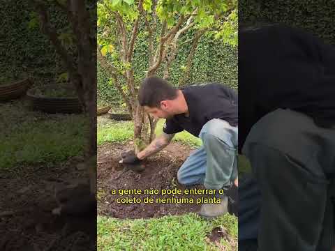 Isso mata as plantas!!! #vidadejardineiro
