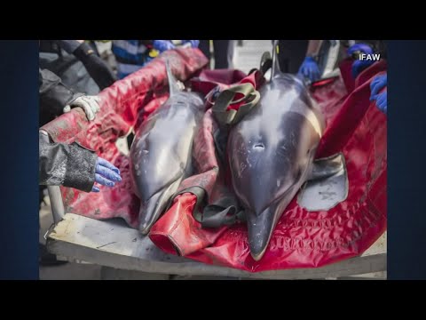 YouTube video thumbnail: Volunteers Help Rescue Stranded Dolphins in Massachusetts