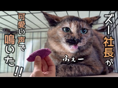 本日の動画は『ズー社長は甘えん坊』『さっちゃんの包帯が取れた』『ジョーはもうすぐ1才』の3本立てでお送りします。