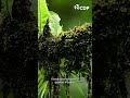 Forests and Climate Change Impact