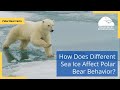 Impact of Global Warming on Polar Bears