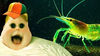 Kids Eating Radioactive Shrimp be like