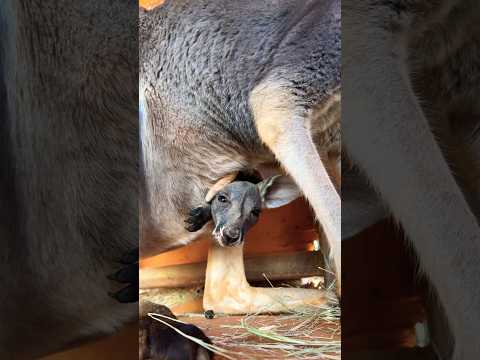 Baby kangaroo is at peak cuteness! π₯°π¦ #animals #cuteanimals #shorts