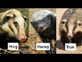 Badger Species and Characteristics