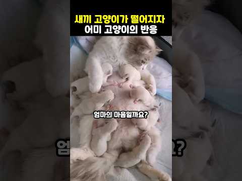 새끼 고양이가 떨어이자 어미 고양이의 반응