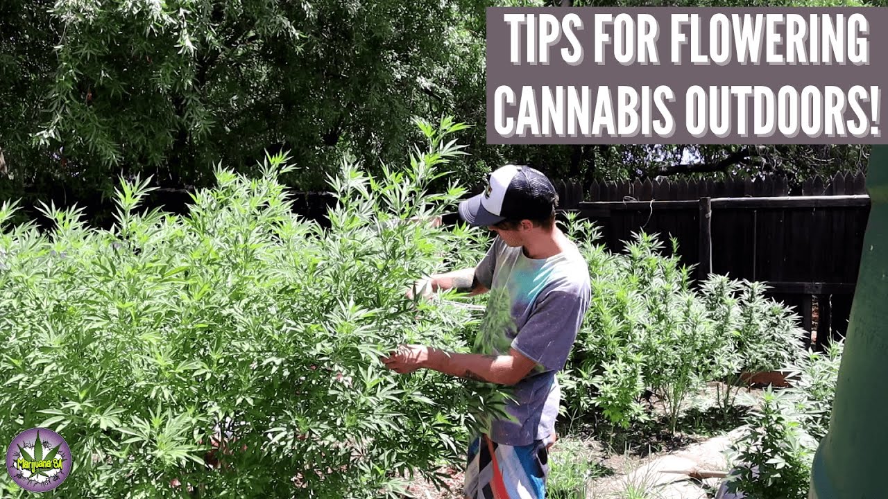 How To Increase Yield During Flowering Outdoor