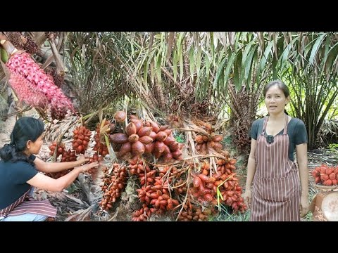 ปลูกสละบนดินทราย-ปลูกง่ายรายได้หลักแสน-จากที่มีแต่คนหัวเราะ- หวนคืนรัง ปลูกสละบนดินทราย-ปลูกง่ายรายได้หลักแสน-จากที่มีแต่คนหัวเราะ-