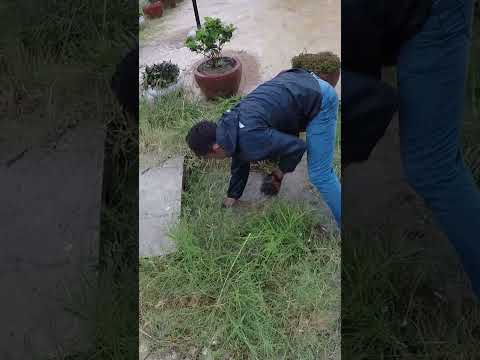 Remove Weed Clog Culvert Drain On Street Road #culvert #unclog #satisfying #shorts