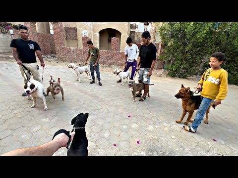 ١٥ كلب بيتبول ف مكان واحد لاول مرة🤯🐶