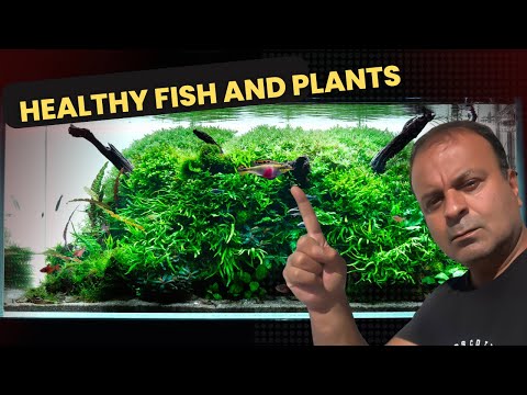 Aquascaping Ideas For Your Next Planted Aquarium Nature Style Aquascape