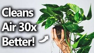 Giving your house plants genetic super powers
