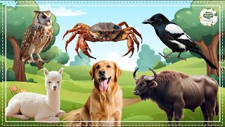 Love The Life Of Cute Animals Around Us:Squirrel, Horse, Deer, Turkey, Giraffe, Cow,...