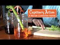 Capillary Action and Transpiration