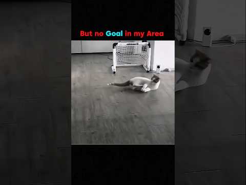 WHo is Best cat & DoG 💀 #animals#wildlife#cat#dog#shorts#viralshorts