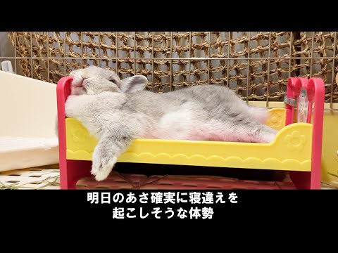 毎晩とんでもない姿勢でベッドで寝てるうさぎさんにふっかふかの枕をプレゼントしてみた結果