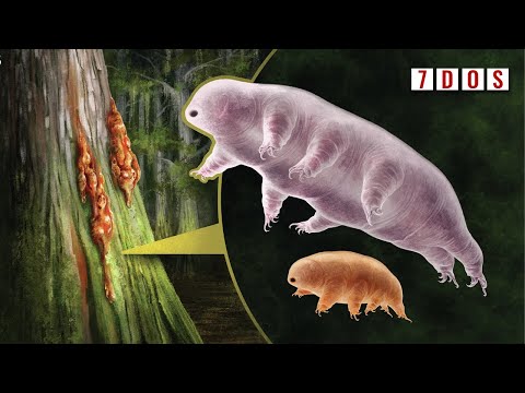 Prehistoric Water Bears Found Trapped in Amber | 7 Days of Science