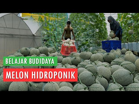 KIAT SUKSES BUDIDAYA MELON HIDROPONIK DI @AmarFarmID