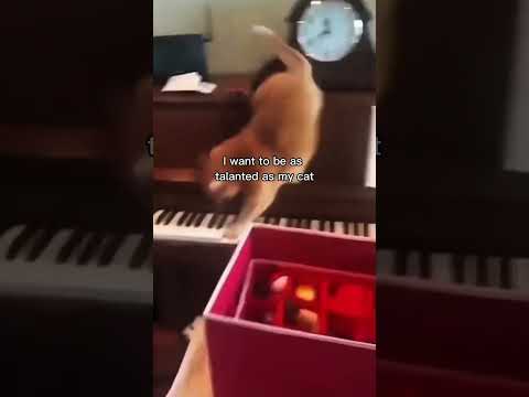 Use the sound bro