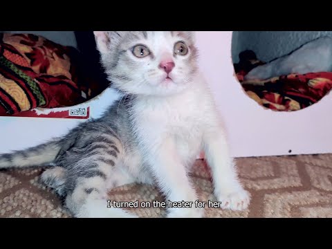 Cutiepie Kitten Meowing Sounds🥰 When I Found a small kitten on a rainy day!!🐈😱