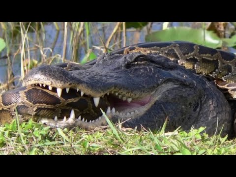 Cobra gigante está sendo caçada no parque nacional, confira!