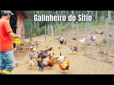 DIA DE LIDAR COM A CRIAÇÃO DO SÍTIO, COLHEITA E MUDANÇA NO GALINHEIRO