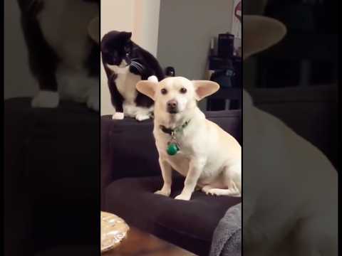 Funny dogs & cats for your feed 🥰 #dog #fyp #foryou #dogsoftiktok #funnyvideos #pet #tiktok