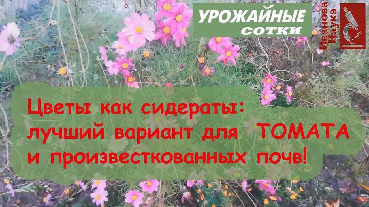 Цветы как сидераты. Ч. 2. Космея красота для плодородия и урожая!