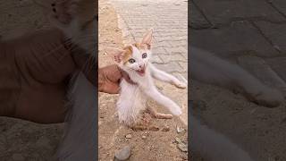 A kitten drags half of itself towards us with a pitiful meow #catrescue #cat #kittenrescue #kitten