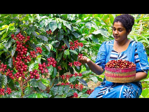 Best tropical Coffee Harvest!!🍒🍒  Clean dry then handmade Coffee  and try lot of Aromatic recipes☕☕