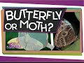 Butterflies and Moths: Spot the Difference!