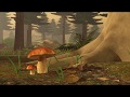 Fungi and Mycorrhizal Relationships