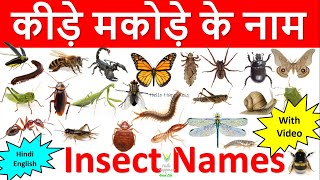 Insects Name in Hindi and English with Real Videos | कीड़े मकोड़ों के नाम #insect
