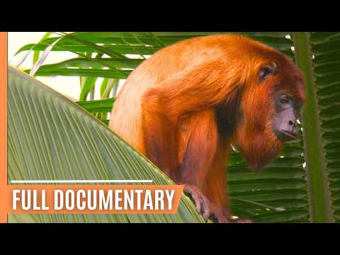 YouTube video thumbnail: Living With Nature in Guyana's North-East - Rare Wildlife Encounters