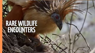 YouTube video thumbnail: Living With Nature in Guyana's North-East - Rare Wildlife Encounters