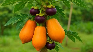 Rare Grafting Technique - Papaya & Mangosteen Combo!
