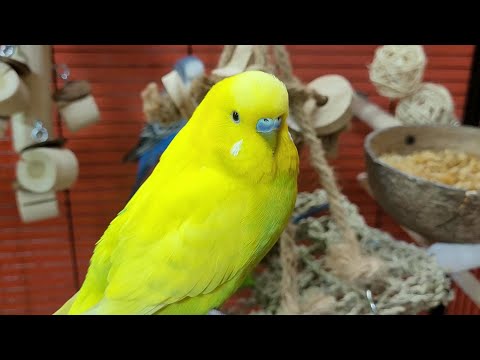 budgie sounds for lonely birds